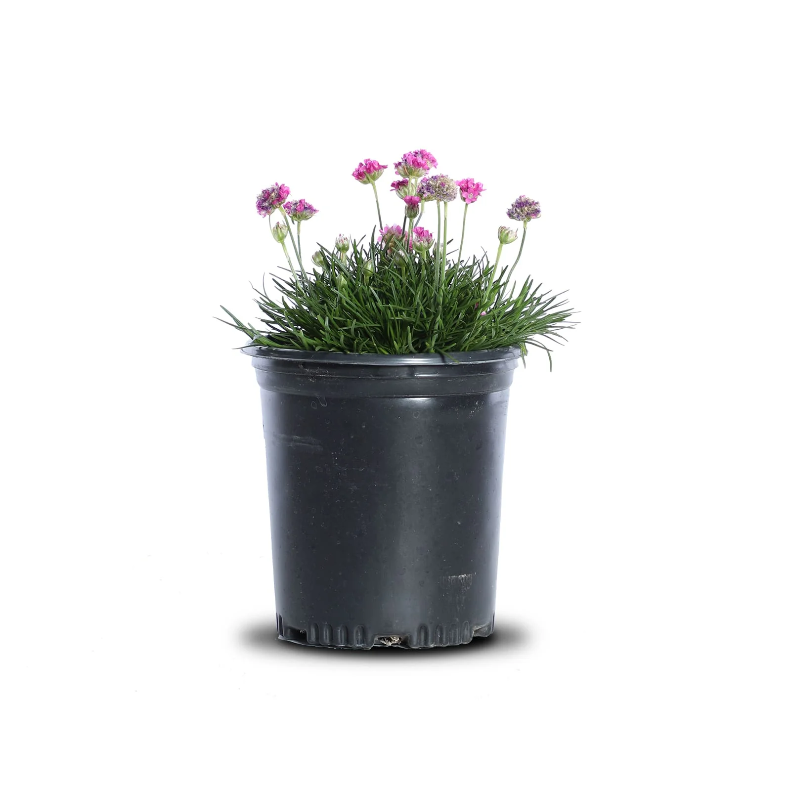 Splendens Sea Thrift | Landscape Plant Source : Landscape Plant Source